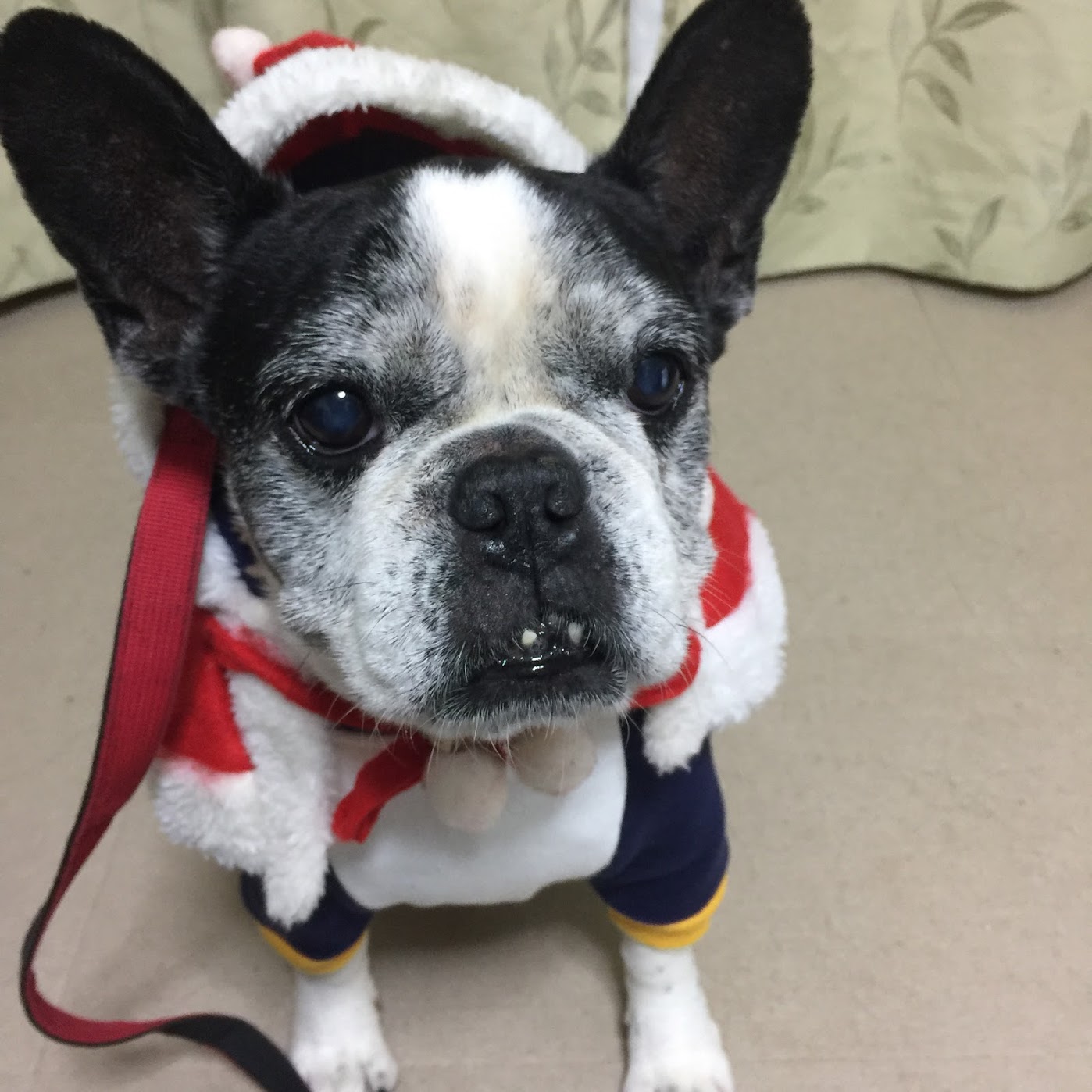 トマトスープでクリスマスごはん 犬太郎ごはん 犬太郎ガーデン